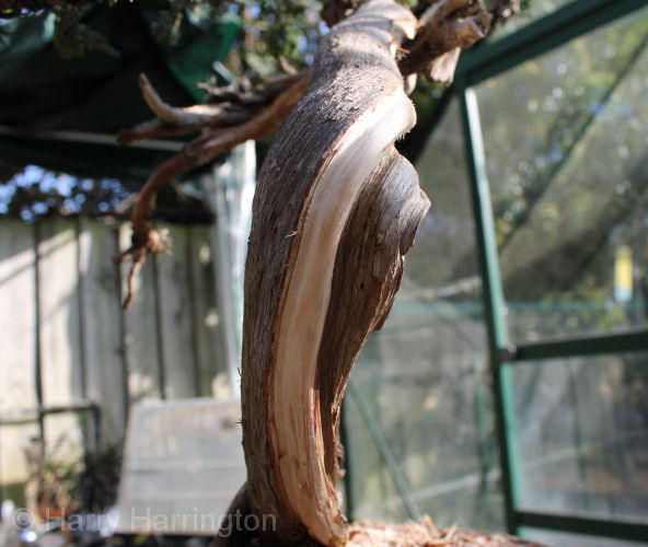 juniper bonsai
